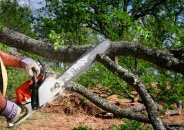  Hopewell, NJ Tree Care Services Pros