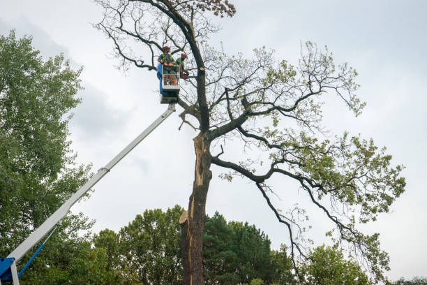 Best Stump Grinding and Removal  in Hopewell, NJ